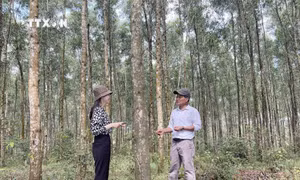 Quảng Trị phát triển vùng nguyên liệu gỗ bền vững