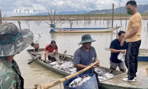 Hơn 25 tấn cá nuôi lồng bè tại lòng hồ thuỷ điện Ialy bị chết