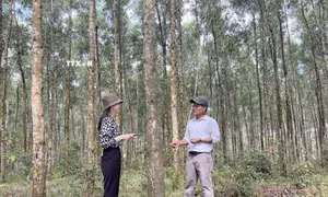 Quảng Trị phát triển vùng nguyên liệu gỗ bền vững