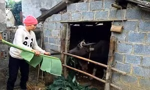 Lạng Sơn chủ động phòng chống đói, rét cho đàn gia súc