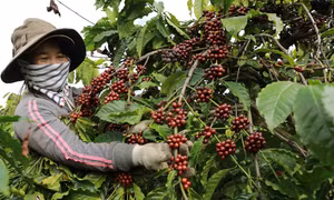 Nói “không” với sản xuất nông nghiệp gây phá rừng (Bài cuối)