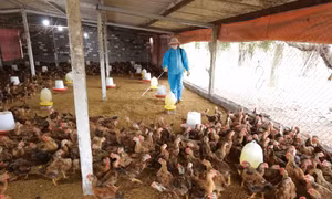Nhân viên thú y phun hoá chất tiêu độc, khử trùng khu vực chăn nuôi của hộ gia đình ở phường Chí Minh, thành phố Chí Linh (tỉnh Hải Dương). Ảnh: Vũ Sinh - TTXVN