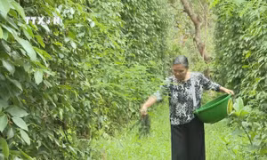 Người dân vùng biên Bù Đốp hưởng lợi từ những vườn hồ tiêu canh tác theo hướng hữu cơ