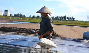 Thu hoạch muối trên cánh đồng muối. Ảnh: Công Luật - TTXVN