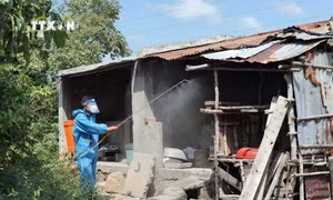 Ninh Thuận quyết không để dịch tả lợn châu Phi bùng phát, lan rộng