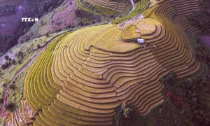 Mùa lúa chín nơi rẻo cao Bắc Yên