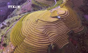 Mùa lúa chín nơi rẻo cao Bắc Yên