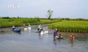 Hiệu quả từ những mô hình thích ứng biến đổi khí hậu ở Kiên Giang