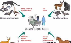 Sự thật bất ngờ về cơ chế truyền nhiễm virus giữa người và động vật