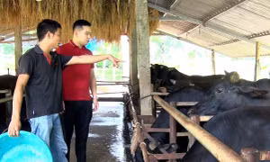 Hiệu quả vốn tín dụng phát triển nông nghiệp nông thôn tại huyện Yên Sơn