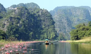 Nao lòng vẻ đẹp mùa hoa súng ở Ninh Bình