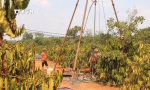 Nhiều diện tích cà phê ở Gia Lai bị cháy khô do hạn hán