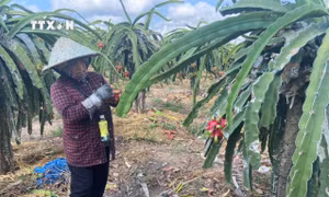 Thanh long nghịch vụ ở Bà Rịa-Vũng Tàu tăng giá do thiếu nước tưới làm sản lượng giảm mạnh