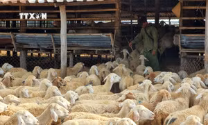 Ninh Thuận bảo vệ đàn gia súc trong mùa khô hạn