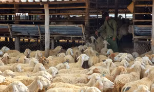 Ninh Thuận bảo vệ đàn gia súc trong mùa khô hạn