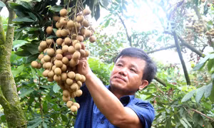 Ông Bùi Xuân Sử, thôn Nễ Châu, xã Hồng Nam, thành phố Hưng Yên là người tiên phong trồng nhãn hữu cơ. Ảnh: Đinh Văn Nhiều-TTXVN