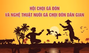 Giữ gìn, phát triển giống gà chọi đòn quý của Bình Định