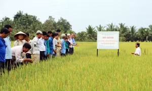 Cần Thơ xây dựng mô hình quản lý sức khỏe cây trồng tổng hợp