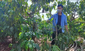 Nhờ nguồn vốn vay từ Đề án cho vay tiêu dùng, anh Nguyễn Văn Lương (xã Đăk Ngọc, huyện Đăk Hà, tỉnh Kon Tum) yên tâm hơn trong lao động, sản xuất. Ảnh: Dư Toán – TTXVN