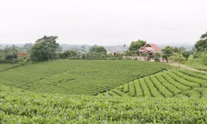Vùng sản xuất chè an toàn gắn với du lịch cộng đồng tại xóm Cầu Đá, xã nông thôn mới Hoàng Nông, huyện Đại Từm, tỉnh Thái Nguyên. Ảnh: Hoàng Nguyên - TTXVN
