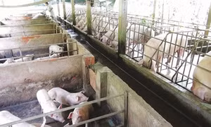 Trà Vinh ưu tiên chăn nuôi theo quy mô trang trại