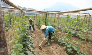 Phát triển trồng trọt theo hướng xanh, hữu cơ, tuần hoàn, đa giá trị
