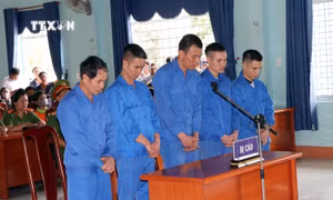 Phạt tù nhóm đối tượng phá rừng ở Đăk Hà, Kon Tum