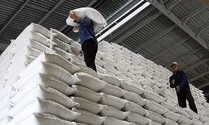 Xuất cấp gạo cho 5 tỉnh dịp Tết Nguyên đán Giáp Thìn và giáp hạt năm 2024