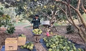 Bà Rịa-Vũng Tàu bước vào cao điểm vụ bưởi Tết