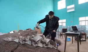 Trung Quốc xác định hóa thạch xương khủng long niên đại 90 triệu năm trước đây thuộc loài mới được biết đến