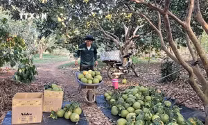 Bà Rịa-Vũng Tàu bước vào cao điểm vụ bưởi Tết