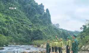 Hà Tĩnh ngăn chặn tình trạng xâm lấn rừng trái phép dịp Tết Nguyên đán