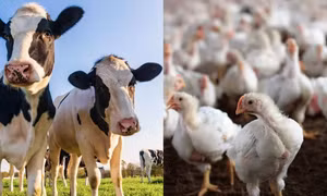 Phát hiện mới về vật chủ lây truyền virus cúm H5N1 sang người