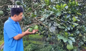 Bà Rịa-Vũng Tàu tăng thêm 33 mã vùng trồng