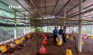 Tuyên Quang hoàn thiện thể chế cho phát triển ngành nghề nông thôn