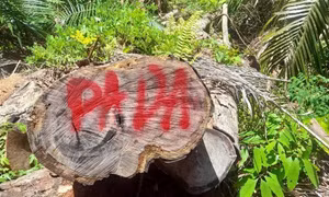 Xử lý nghiêm đối tượng gây ra vụ phá rừng tại huyện Nam Giang