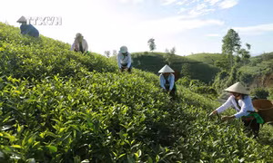 Hiệu quả triển khai đầu tư cho vùng đồng bào dân tộc thiểu số tỉnh Phú Thọ