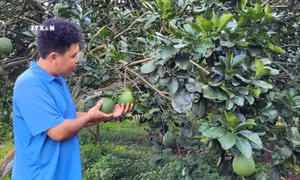 Bà Rịa-Vũng Tàu tăng thêm 33 mã vùng trồng