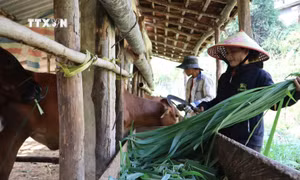 Giải pháp thiết thực giúp người dân vùng cao tỉnh Quảng Ngãi thoát nghèo bền vững