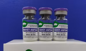 Vaccine dịch tả lợn châu Phi được phép sử dụng rộng rãi trên cả nước