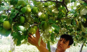 Ông Hồ Tấn Cường - người tiên phong mang giống táo Cam Thành Nam có chất lượng cao về trồng tại địa phương. Ảnh: khanhhoa.gov.vn