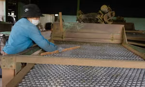 Quy trình sản xuất chè tại một công ty trên địa bàn thành phố Bảo Lộc chuyên xuất khẩu chè sang Pakistan và Afghanistan. Ảnh: Nguyễn Dũng – TTXVN