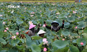 Đồng Tháp phát triển ngành hàng sen gắn với văn hóa, du lịch bền vững