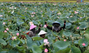 Đồng Tháp phát triển ngành hàng sen gắn với văn hóa, du lịch bền vững
