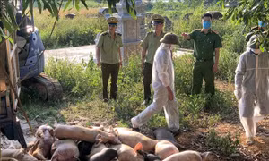Lực lượng chức năng tiêu hủy số lợn bị dịch tả lợn châu Phi. Ảnh: Đồng Thúy - TTXVN