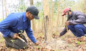 Làng A Lao - nơi bảo tồn nguồn gen quý của cây gỗ trắc