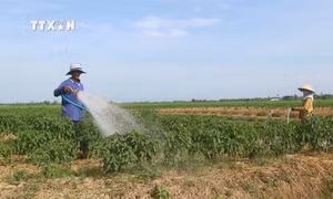 Sắc Xuân trên xã nông thôn mới vùng dân tộc thiểu số tỉnh Sóc Trăng