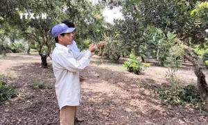 Nghị quyết 01/NQ-CP thúc đẩy kinh tế tuần hoàn trong nông nghiệp