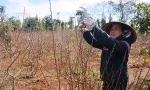 Đào Nhật Tân bén duyên với đất Tây Nguyên