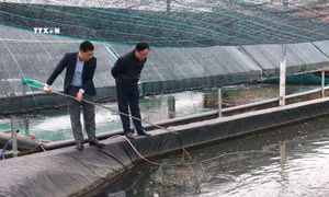 Thay thế sản phẩm nuôi truyền thống bằng ốc hương ở Nam Định